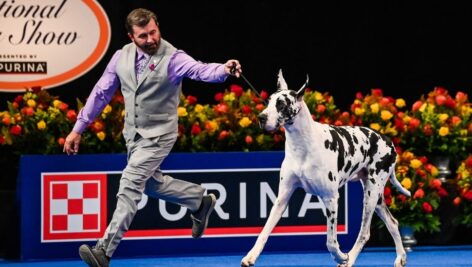 national dog show