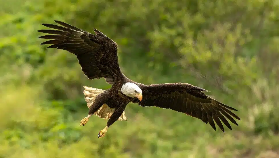 bald eagle landing