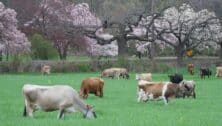 dairy cows grazing in Seven Stars Farm pasture