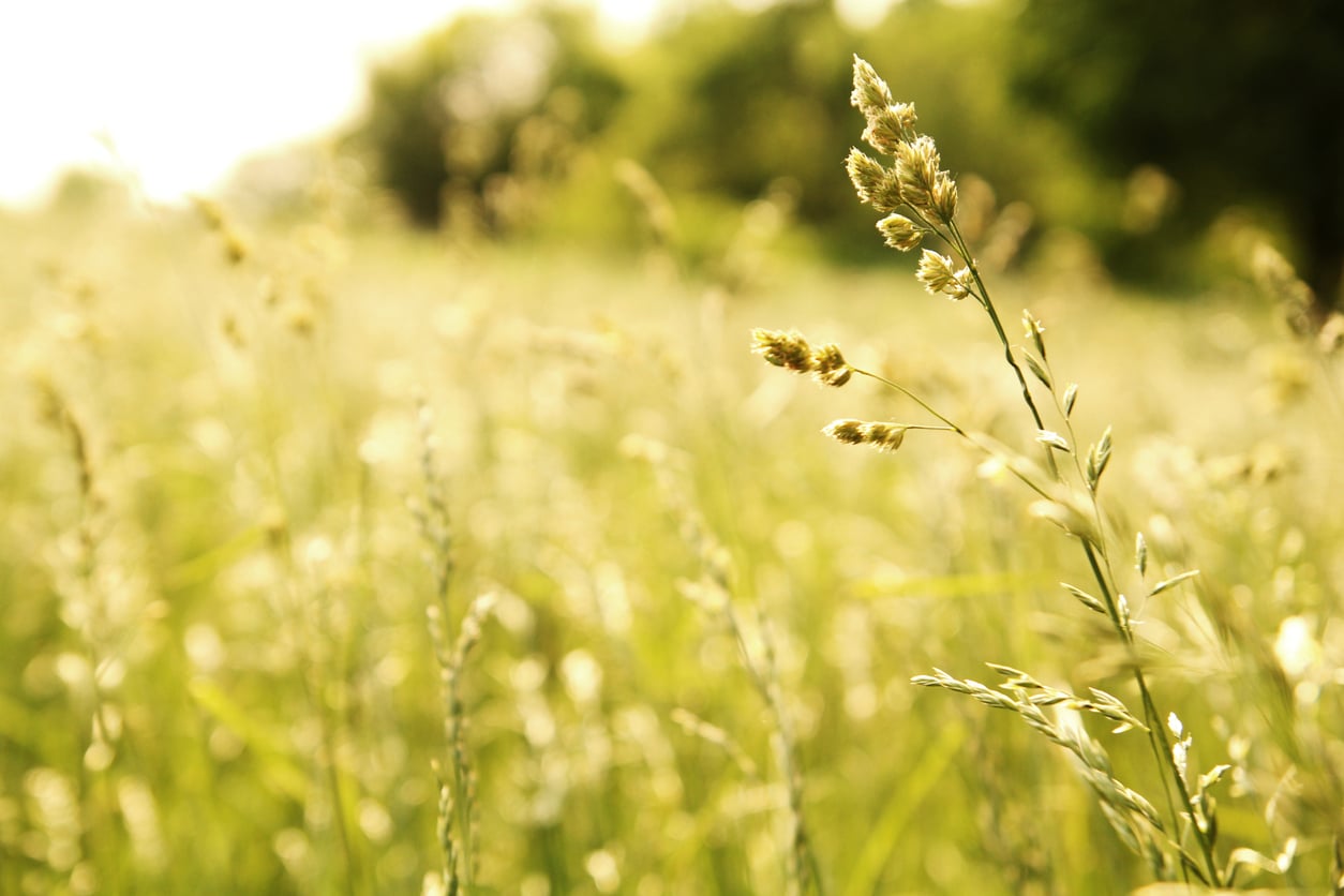 meadow