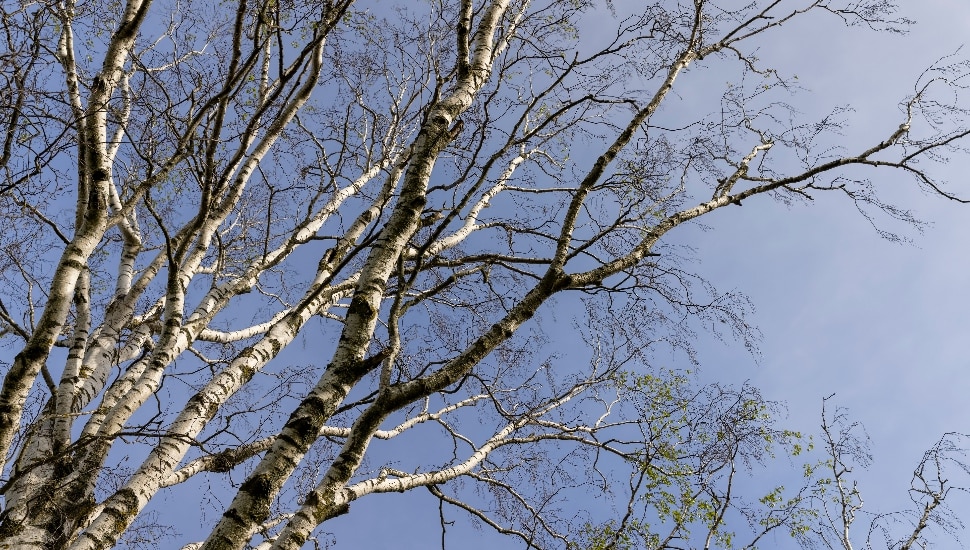 tree branches