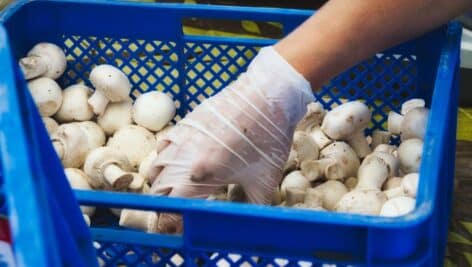 worker picks up white mushrooms from blue crate