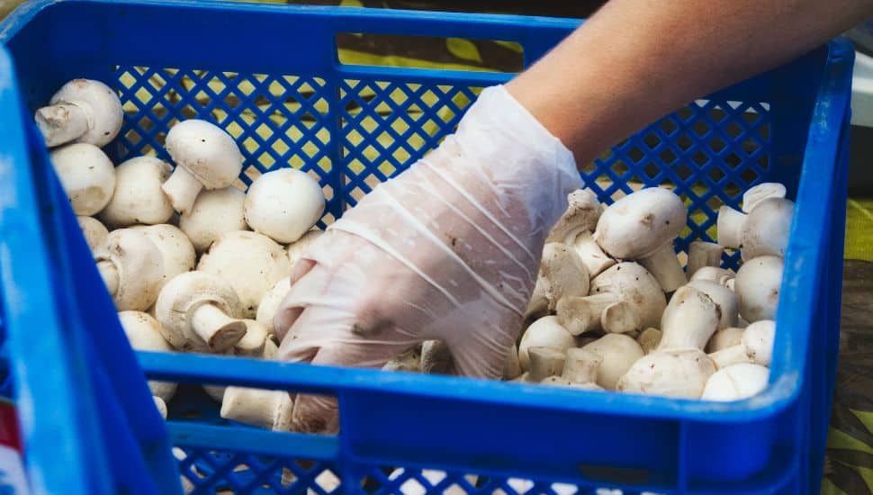 worker picks up white mushrooms from blue crate