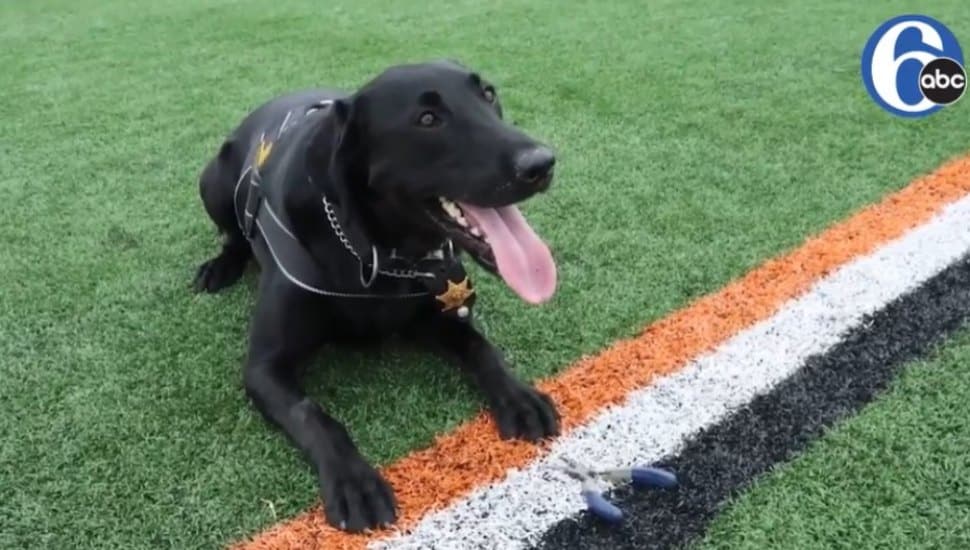 police dog