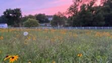 field of wildflowers