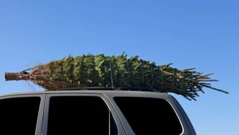 A Christmas tree tied onto a car roof.