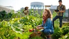 Group of gardeners tending to organic crops and picking up a bountiful basket full of fresh produce from their small business