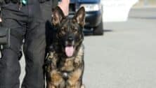 Police officer handling a k9 unit.