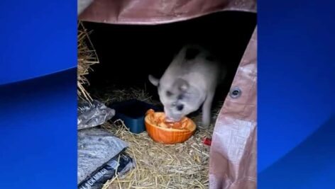 Pig under trampoline shelter.