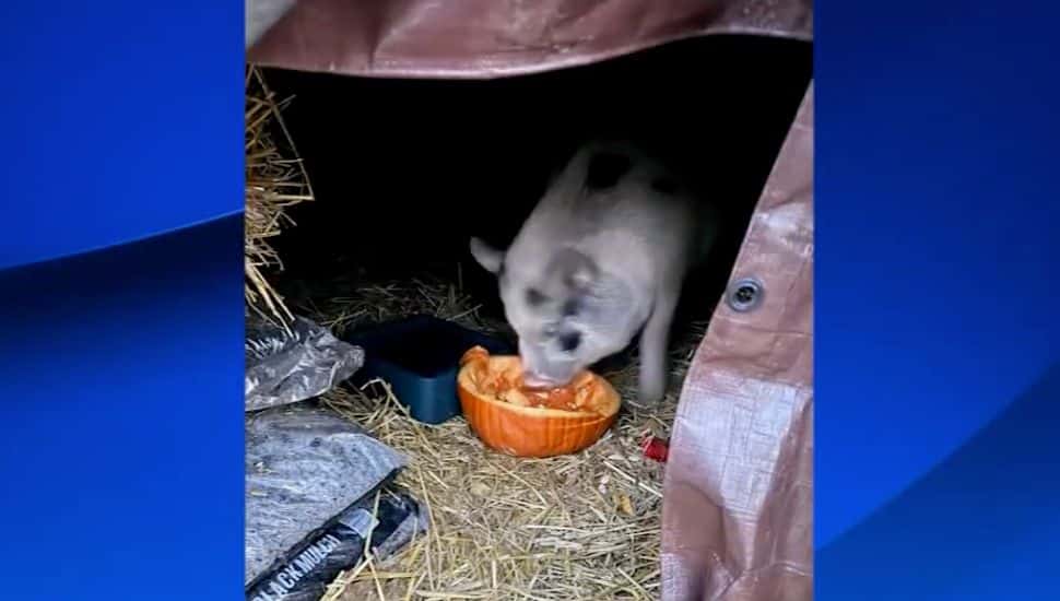 Pig under trampoline shelter.