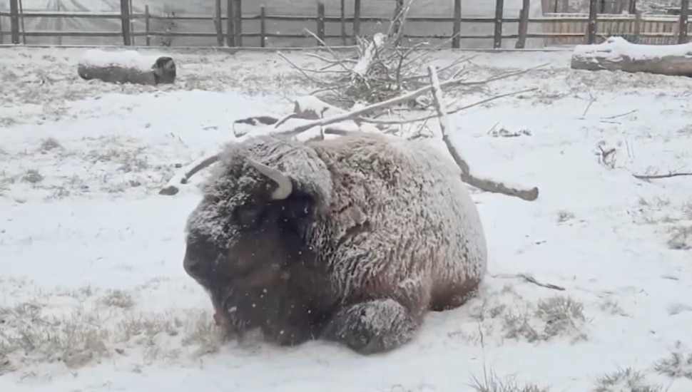 Buffalo in the snow.