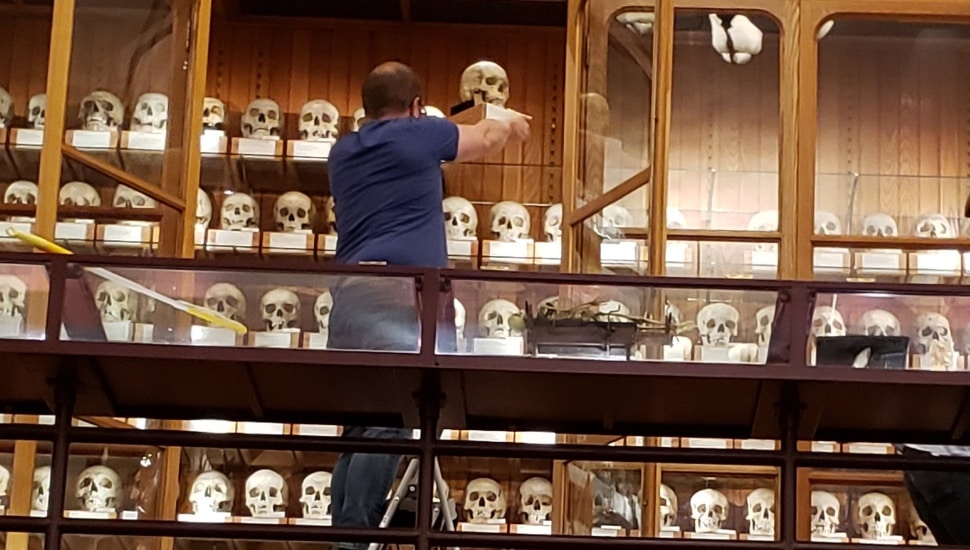 Person handling skulls at Mutter Museum.