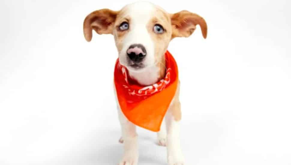 Puppy Bowl dog wearing orange bandana.