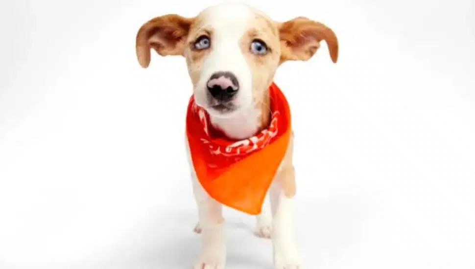 Puppy Bowl dog wearing orange bandana.