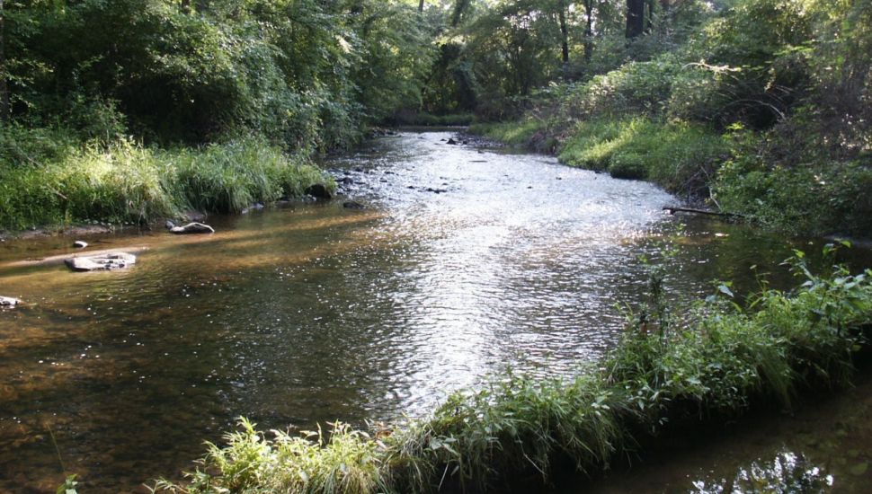 Small creel surrounded by trees and grass.