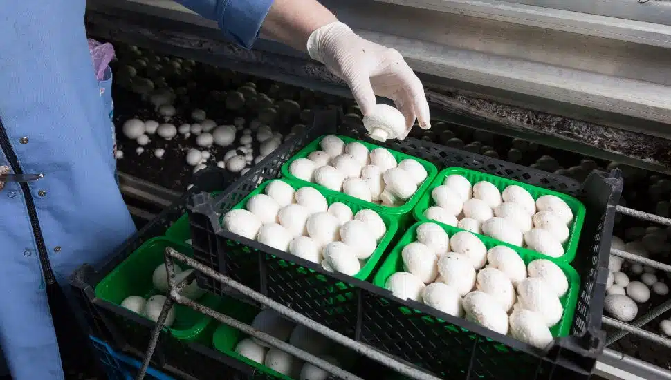 Hand in a rubber glove picking up fresh harvest of champignons into containers.