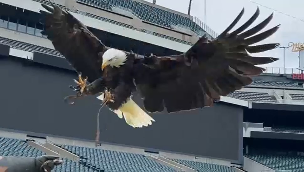 Lincoln the bald eagle landing.
