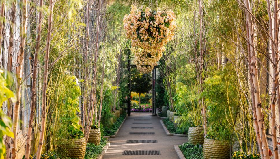 Longwood Gardens' Acacia Passage.