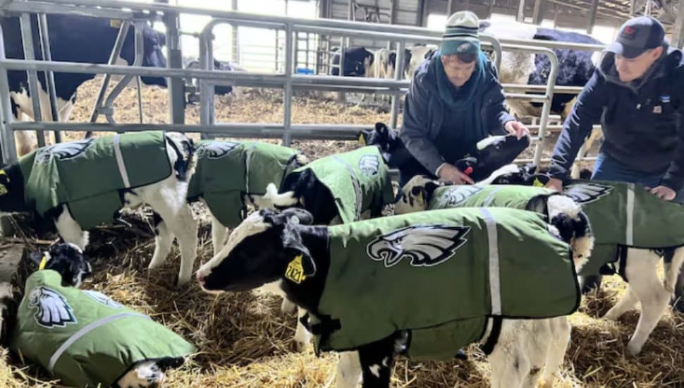 Group of Eagles-dressed calves at Way-Har Farms.