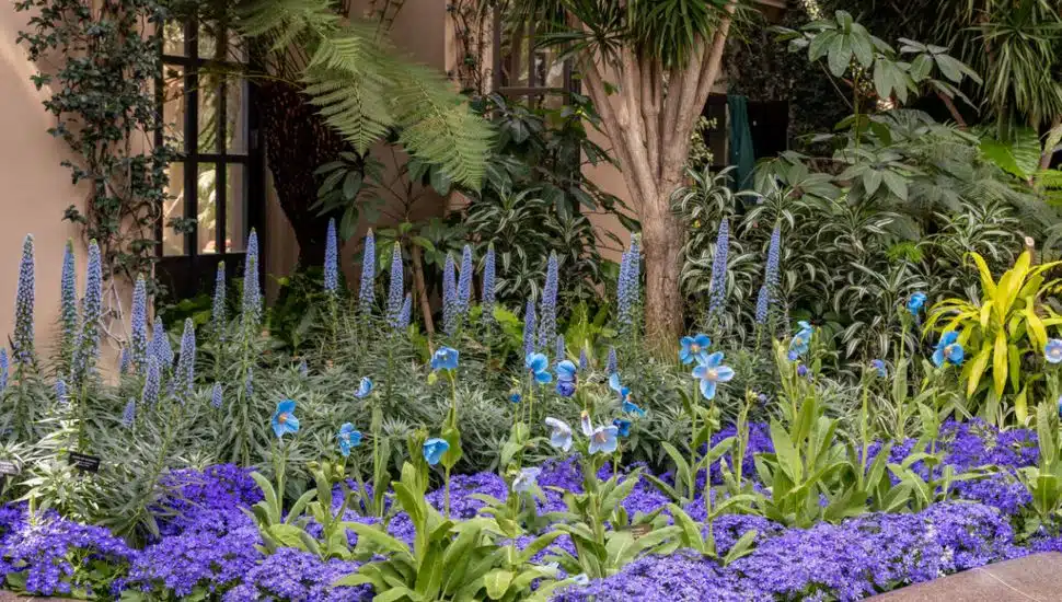 Blue poppy flowers blooming in garden.