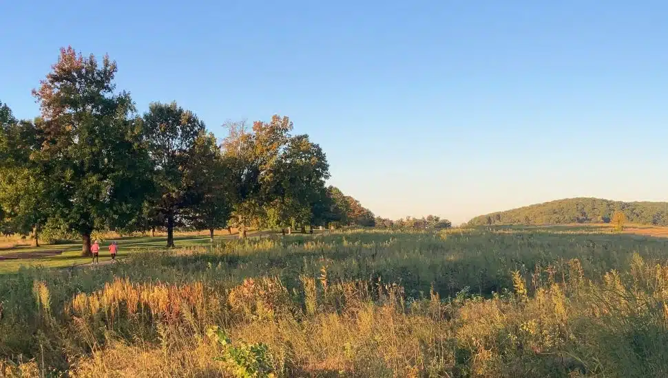 Tall grasses, tress, and clear sky at Valley Forge National Historical Park.
