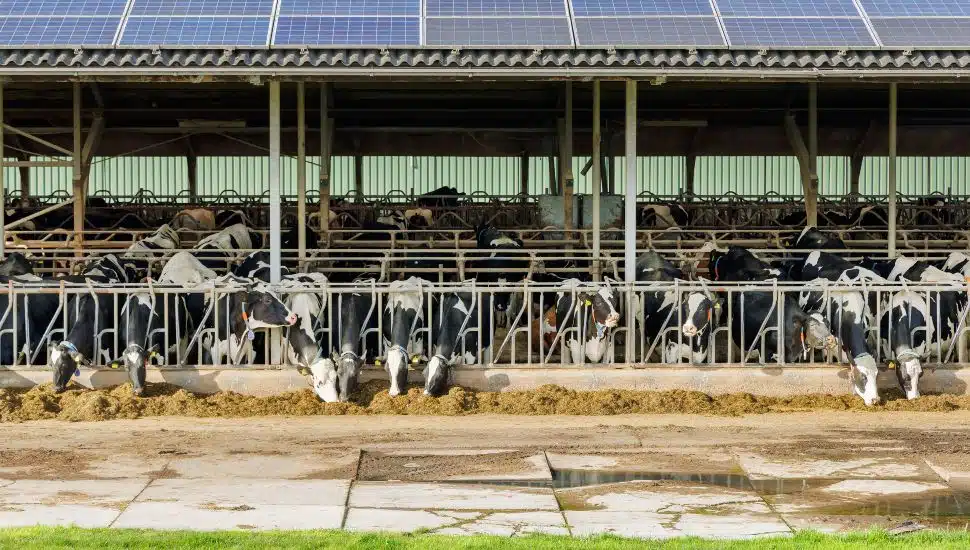 Cows on dairy farm in the stables