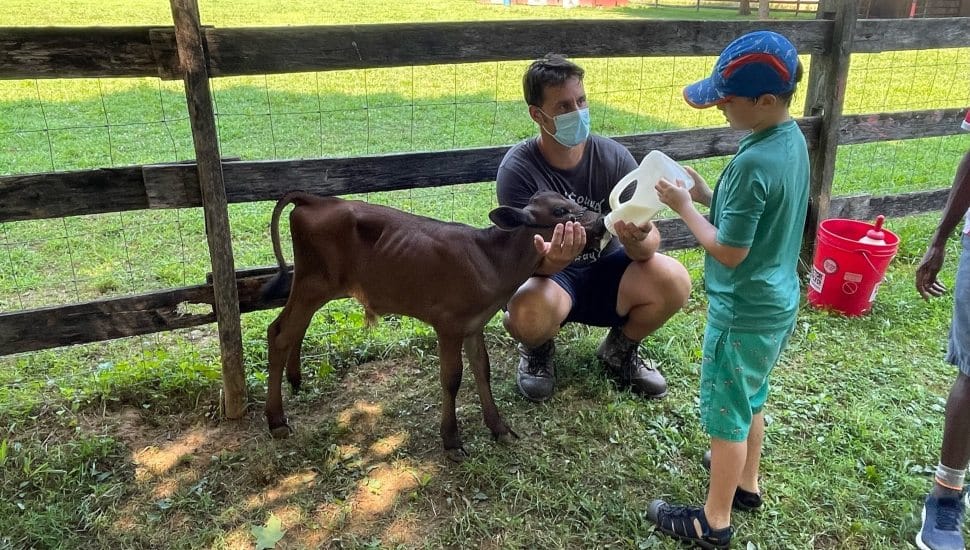 Little boy feeding milk to young cow.