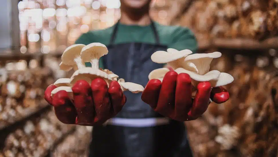 Worker holds two mushrooms in gloved hands.