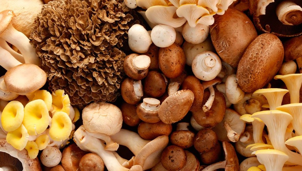 Group of different mushrooms.