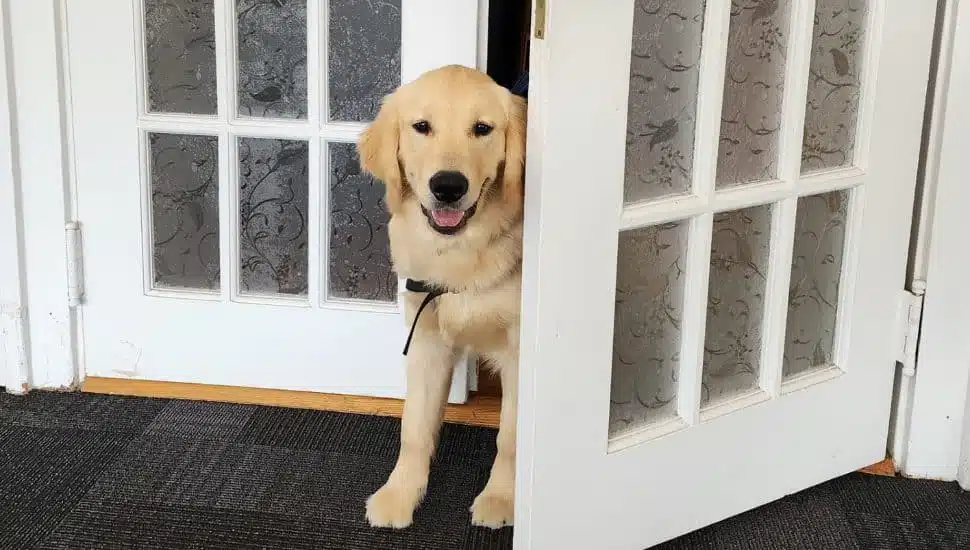 Paws and Affection’s “Cocktails for Canines” Returns for a Night of Food, Fun, and Furry Friends