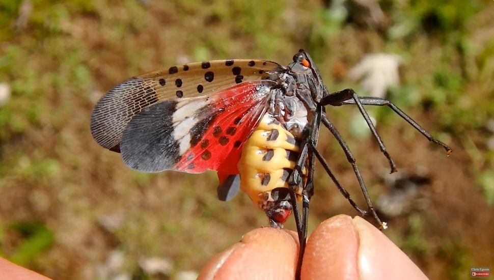 Person holding a female spotted lanternfly in their fingers.