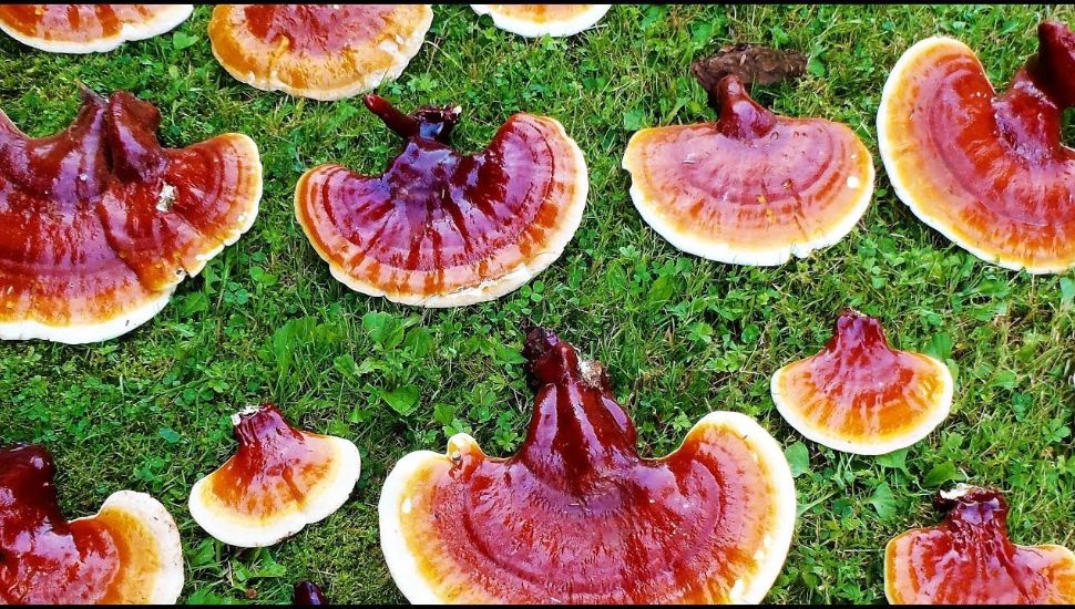 Red and white Hemlock Varnish Shelf mushrooms laid out on grass in rows.