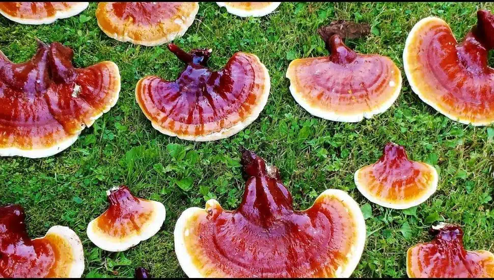 Red and white Hemlock Varnish Shelf mushrooms laid out on grass in rows.