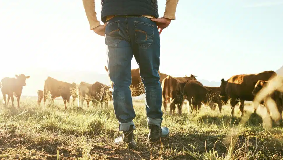Farmer standing in a field looking at cattle with hands on hips.
