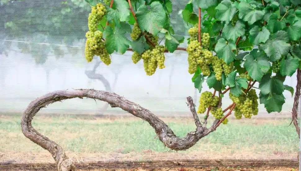 Green grapes on grapevine from Penns Woods Winery.