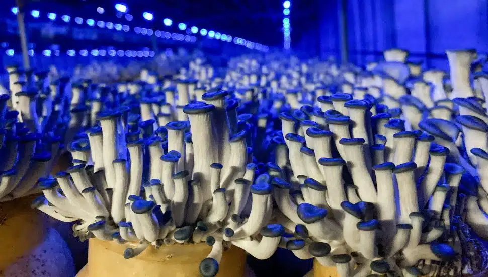 Blue Oyster mushrooms growing in the mushroom house in blue light.