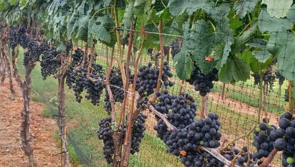 Dark purple grapes hanging on vineyard fence.