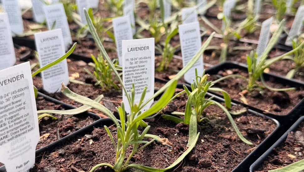 Lavender sprouts with little signs.