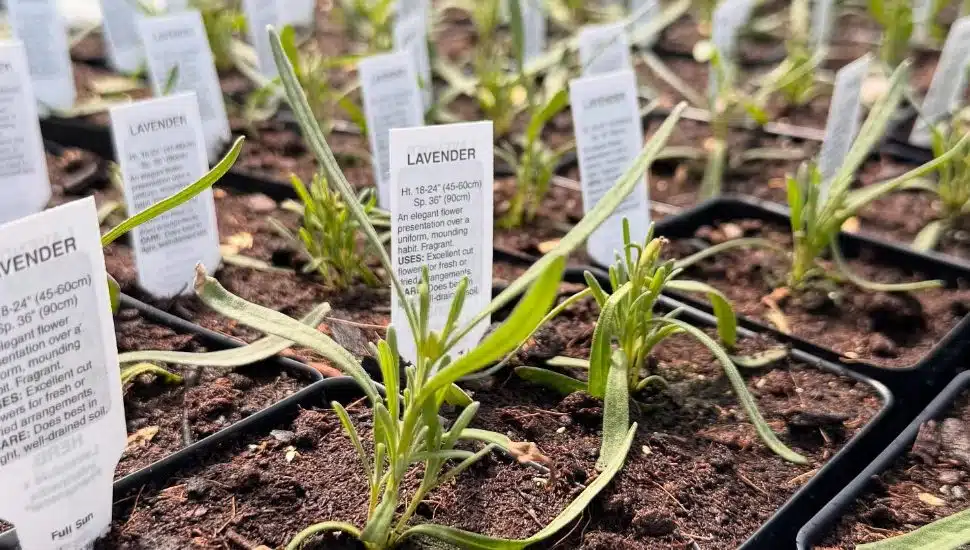 Lavender sprouts with little signs.