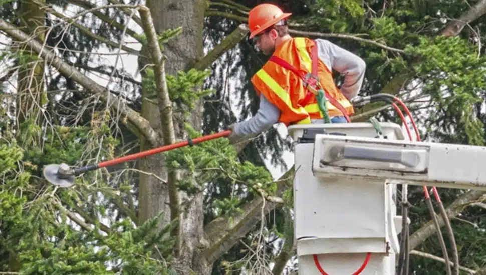 Utility worker trims trees.