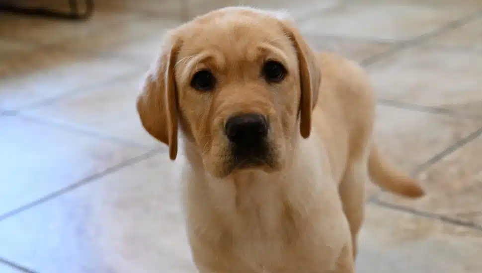 Stanley the golden puppy.