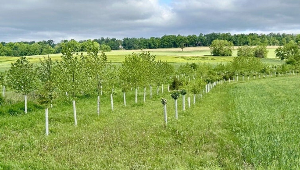 Trees and shrubs across the Hershey family farm