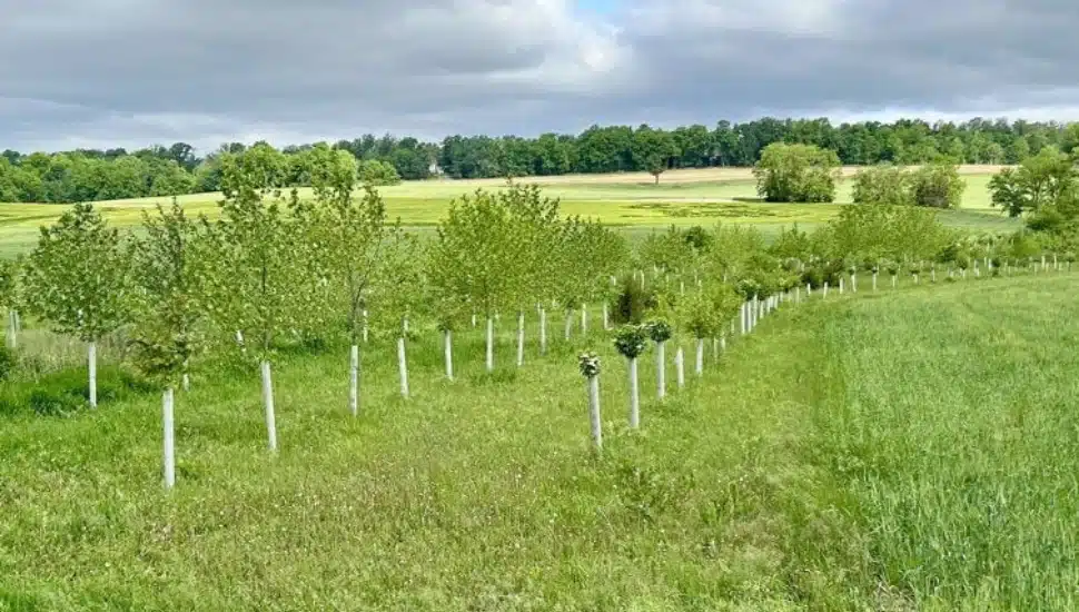 Trees and shrubs across the Hershey family farm