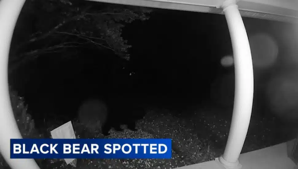Black bear in a dark Ring video camera.