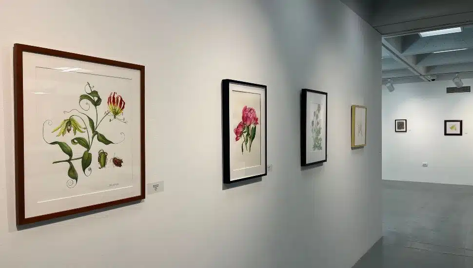 Framed botanical illustrations displayed on a white gallery wall at Delaware County Community College Art Gallery. The foreground features a large illustration of a flowering vine with detailed leaves and insects, followed by additional botanical artworks depicting various flowers and plants. The gallery space is well-lit with track lighting and an open, modern ceiling design. The exhibit showcases work by members of the Philadelphia Society of Botanical Illustrators.