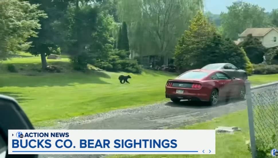Bucks County Bear on the Move: Search Underway in Langhorne