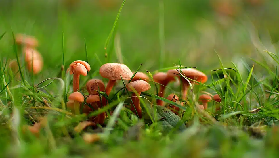 Inside Mushroom Cultivation at Jenkins Arboretum & Gardens