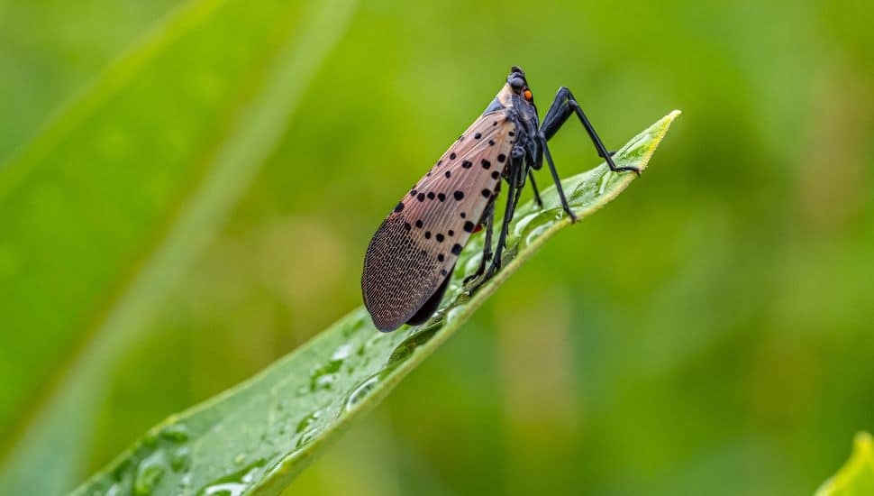 Spotted lanternfly on a green leaf.