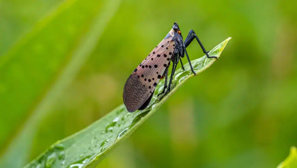 Spotted lanternfly on a green leaf.