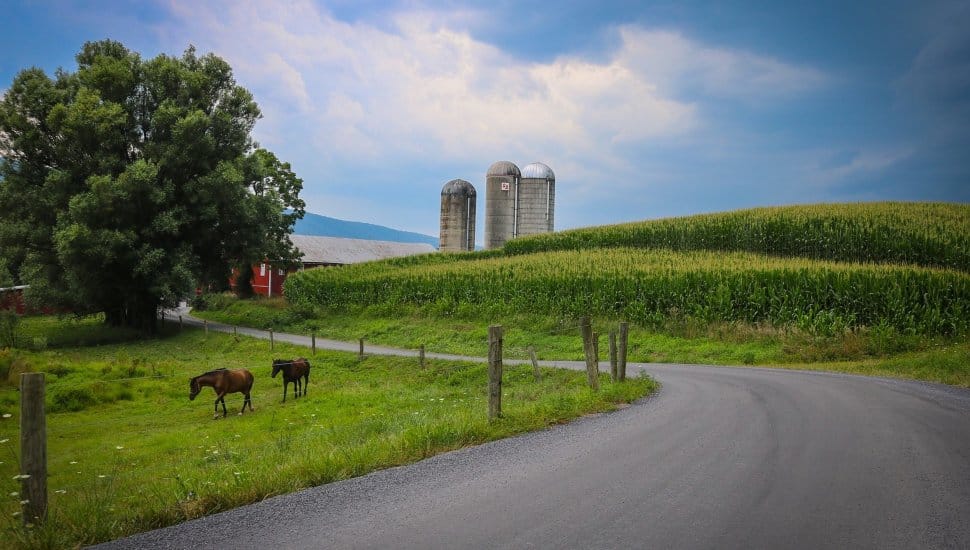 Farm road with horses in field and silos in distance.